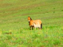 Wild horses of Mongolia